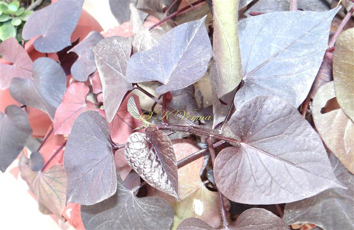  Leaves-Entire